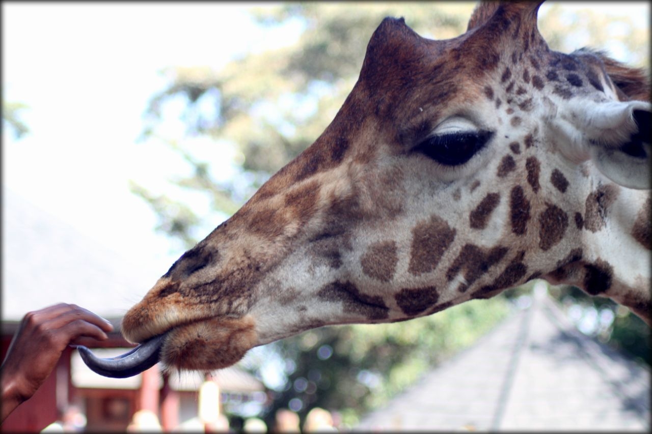 Кенийский юбилей ч.1 — перелёт и жирафы Ротшильда Найроби, Кения