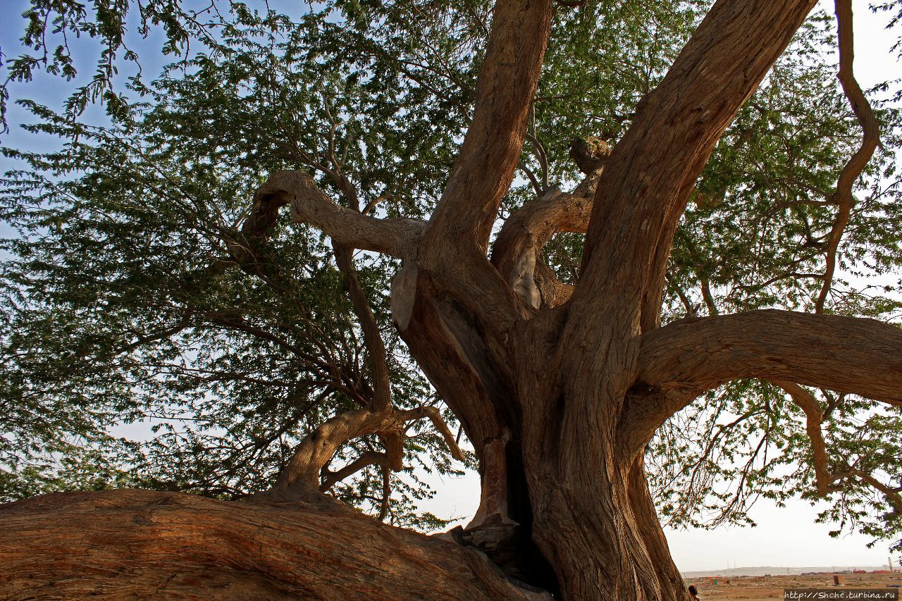 Помогает ли деревья. Шаджарат-Аль-Хаят дерево. Дерево жизни Бахрейн. Жизненное дерево. Самое одинокое дерево в мире.