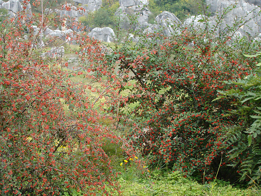 Осень в Каменном лесу Куньмин, Китай