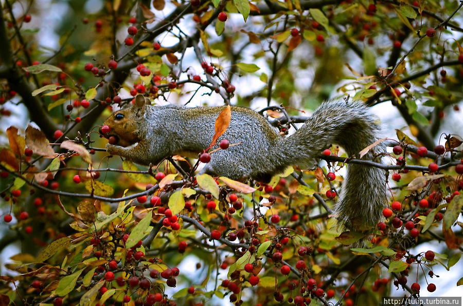 За что ЕЁ любить??? Штат Миннесота, CША