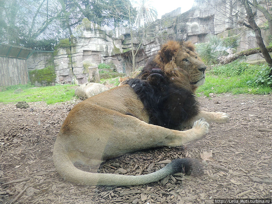 Zoo Roma Рим, Италия