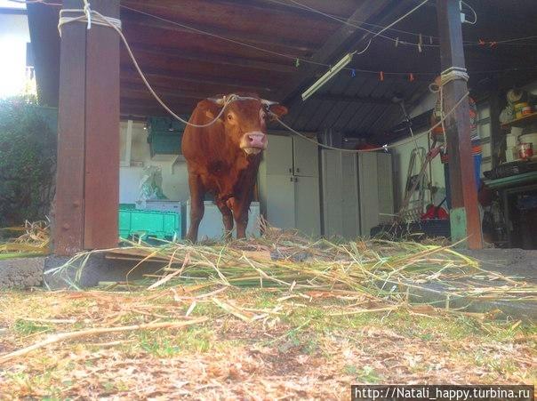 Курбан-Байрам. Реюньон