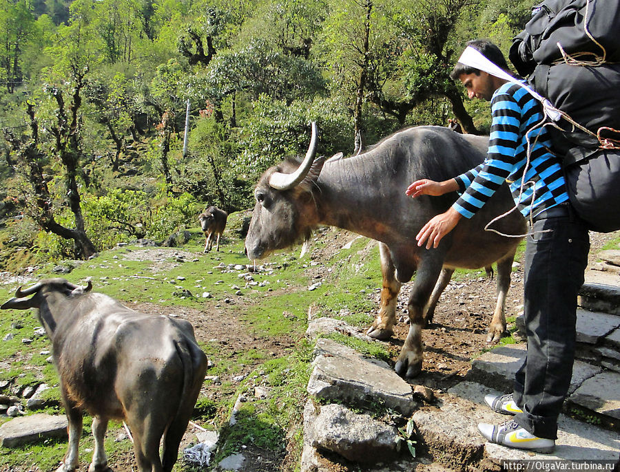 Спуск из деревни Чомронг. Если на пути попадался крупный рогатый скот, наш Шива старался отогнать их, чтобы мы прошли невредимыми Чомронг, Непал