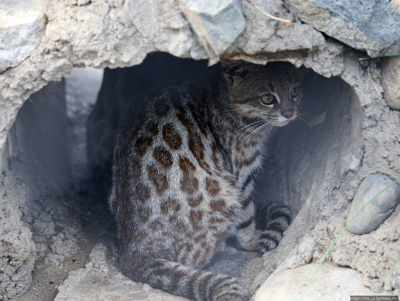 Зоопарк Лимы. Перу Лима, Перу