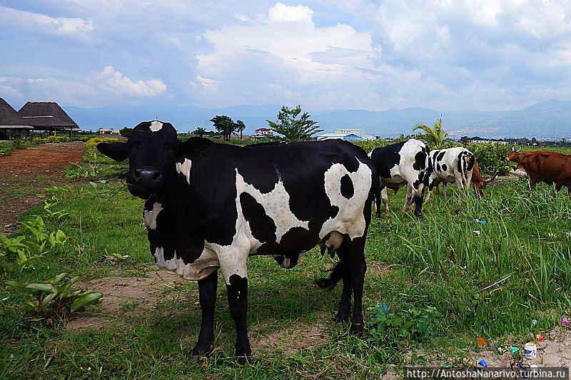 Афро-Байкал Бужумбура, Бурунди