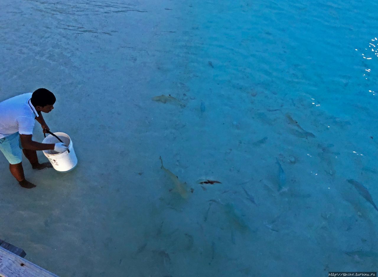 Вечернее кормление акул, бесплатное развлечение отдыхающих Фуравери, Мальдивские острова
