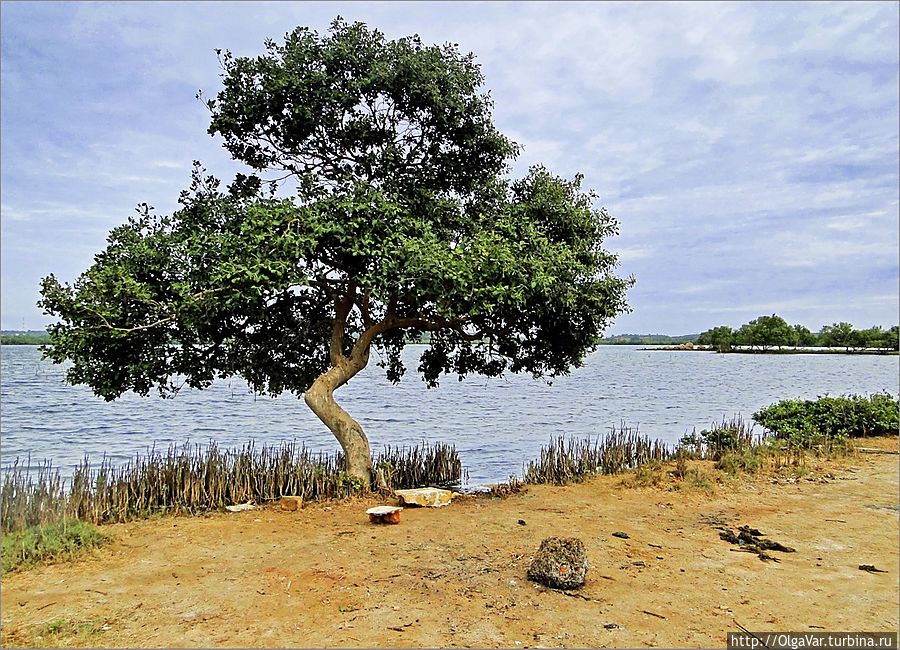 Озеро очень красивое, особенно понравились берега Тринкомали, Шри-Ланка