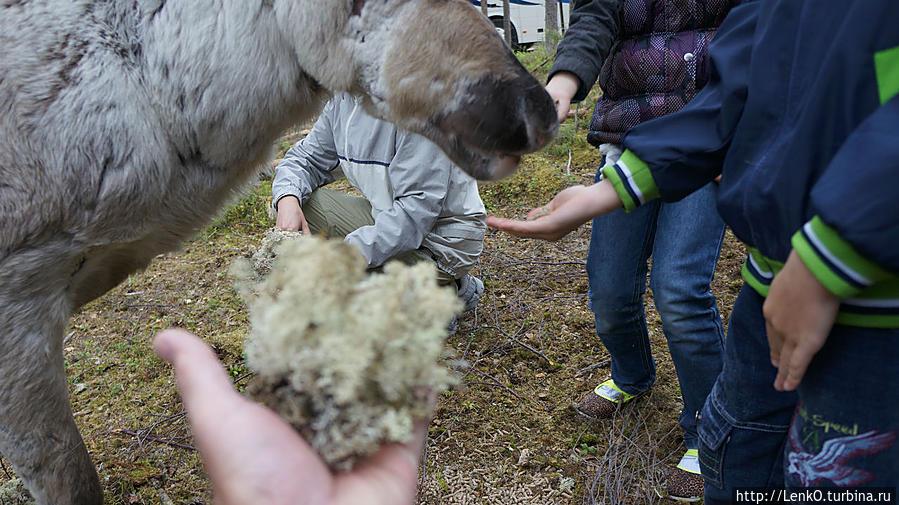 покормить оленя ягелем Провинция Лапландия, Финляндия