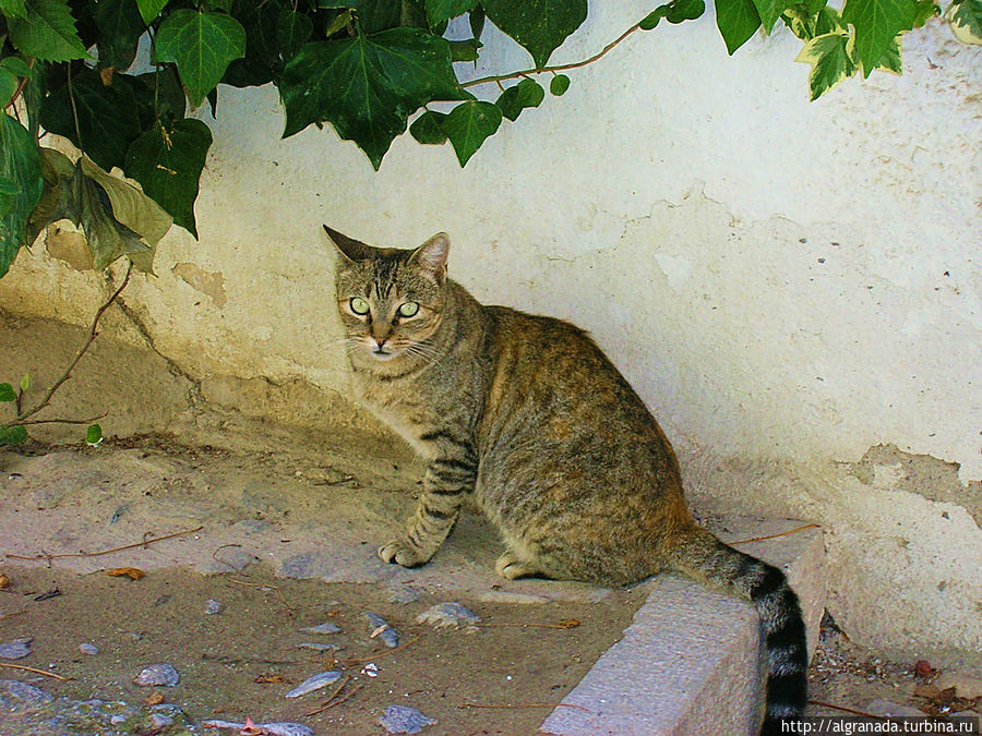 Котик, житель района Реалехо. Гранада, Испания