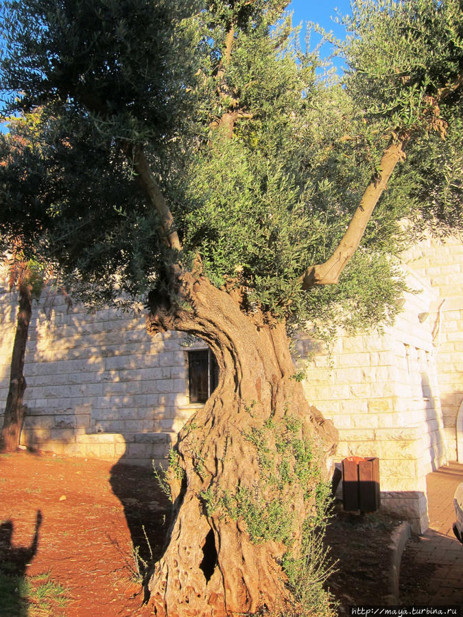И деревья Цфат, Израиль