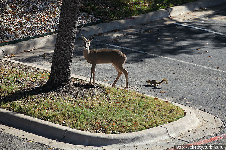 И только белка встала на 