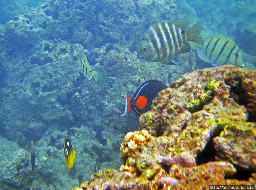 Обитатели Ханаума-Бей — рыбы, кораллы, ежи и... мы недолго Ханаума-Бей, CША