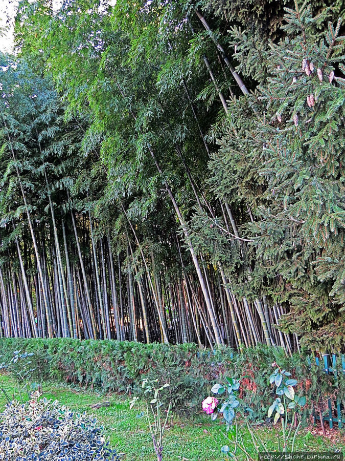 Заросли бамбука... Я впервые побывал в Батуми после первого курса универа в 1986 году. Все, что я запомнил с тех пор — бамбуковый лес. Именно здесь я первый раз увидел, как растут рыболовные удочки:))