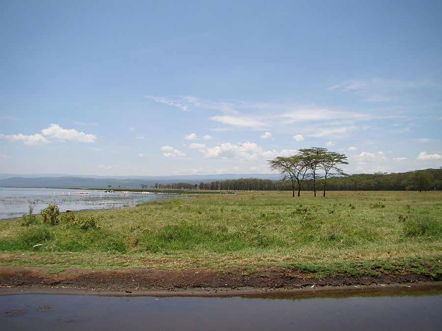 Белый носорог Накуру, Кения
