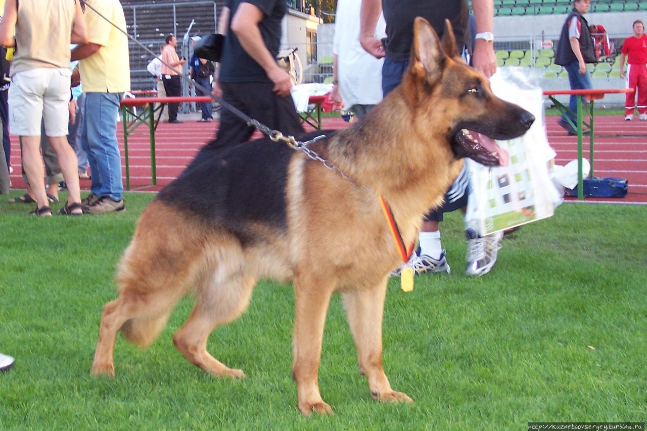 Снова Ульм, снова Зигер! Ульм, Германия