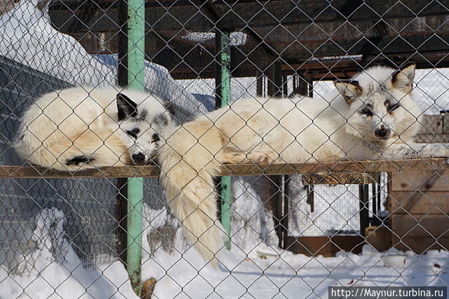 Мимо снежных лисичек невозможно пройти без внимания. Южно-Сахалинск, Россия