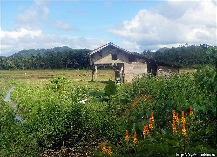 На пути встречаем вот такие домики на курьих ножках Остров Бохол, Филиппины