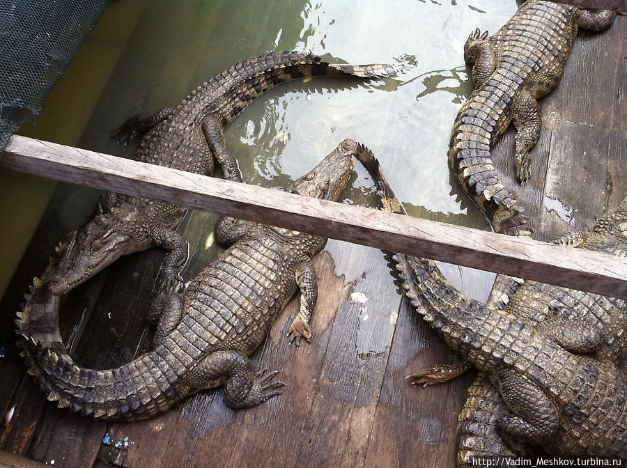 Крокодиловая ферма в рыбацкой деревне