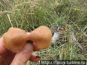 Встретился интересный экземплярчик.:)