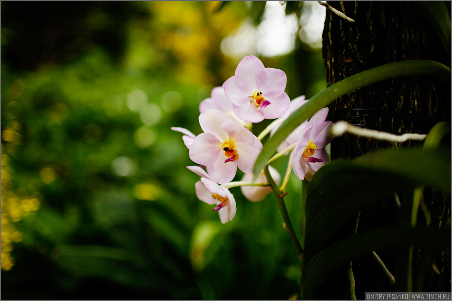 Фото орхидеи азиатский дракон