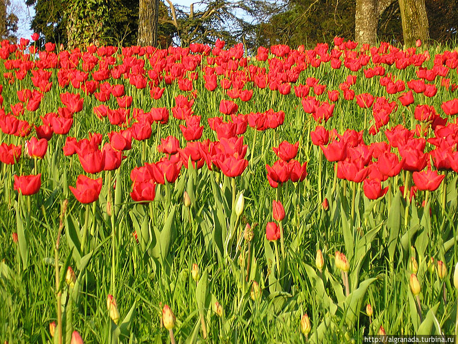 Целые поля покрыты тюльпанами Констанц, Германия
