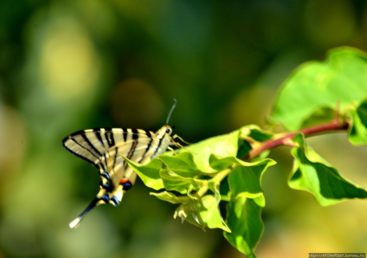 Бабочка и богомол. Неудачная охота Вьентьян, Лаос