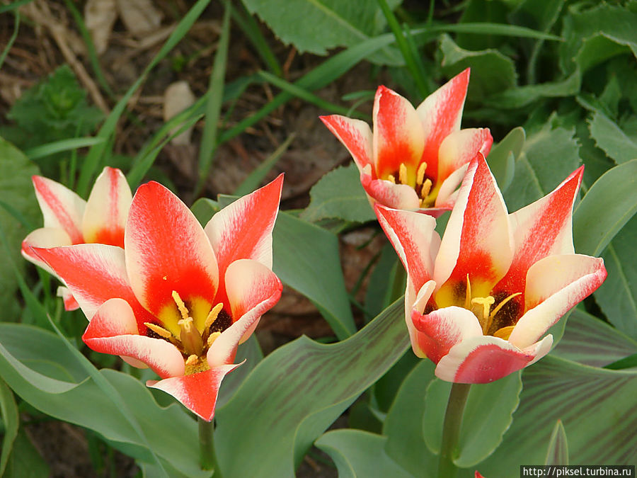 Весенняя феерия Певческого поля Киев, Украина