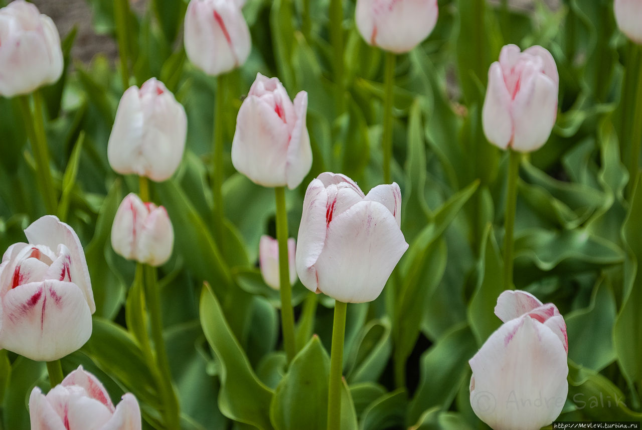 Тюльпаны в Юрмале Юрмала, Латвия
