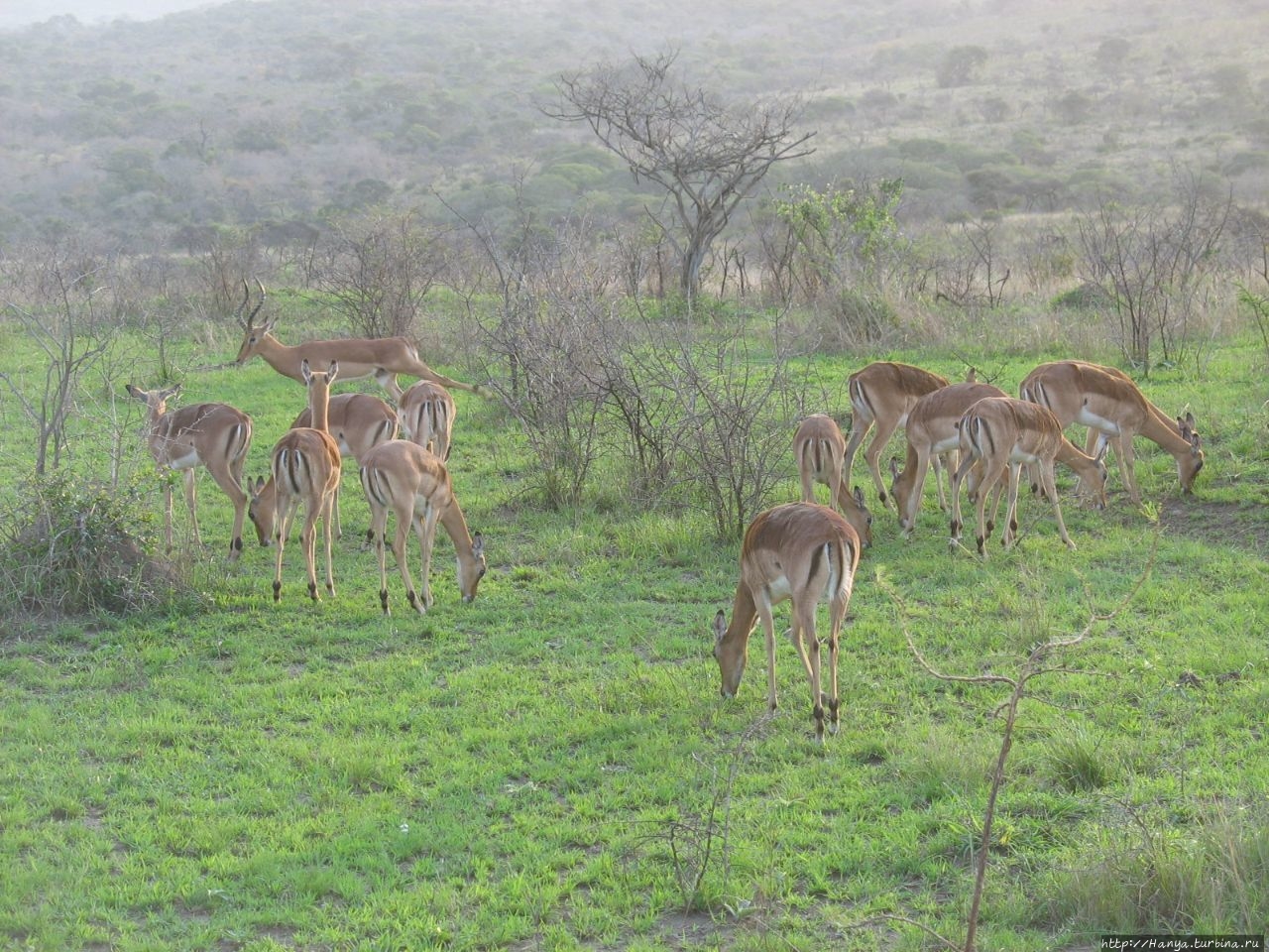 Парк Hluhluwe Imfolozi Game Reserve Шлушлуве-Умфолози Национальный Парк, ЮАР