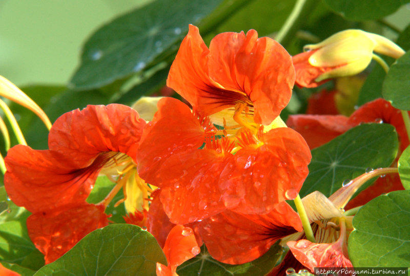 Разноцветная осень Штутгарт, Германия