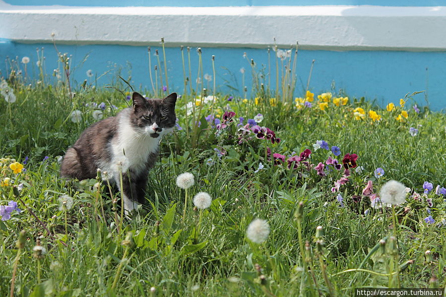 А вот и жители города!