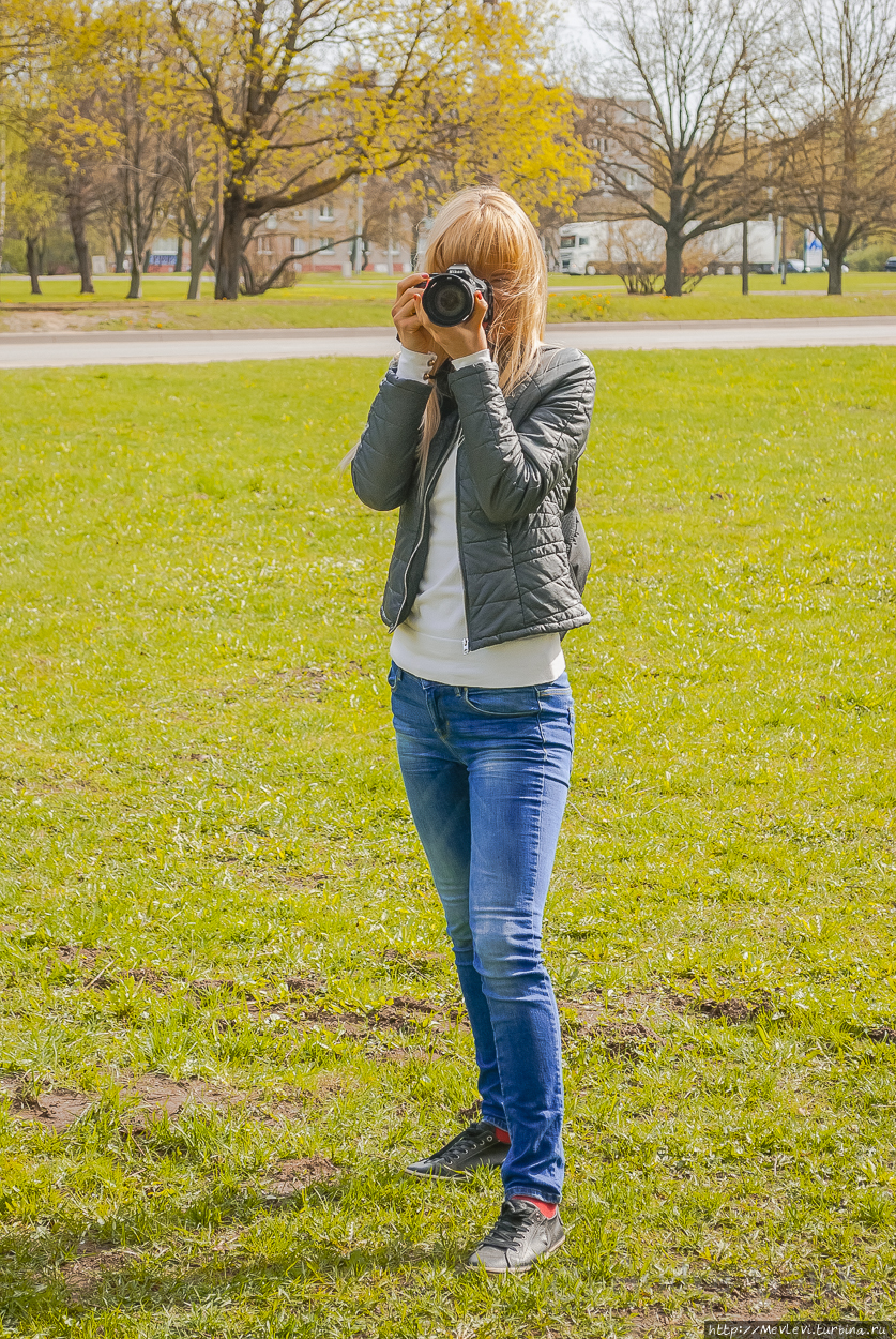 Таинство цветения сакуры Рига, Латвия