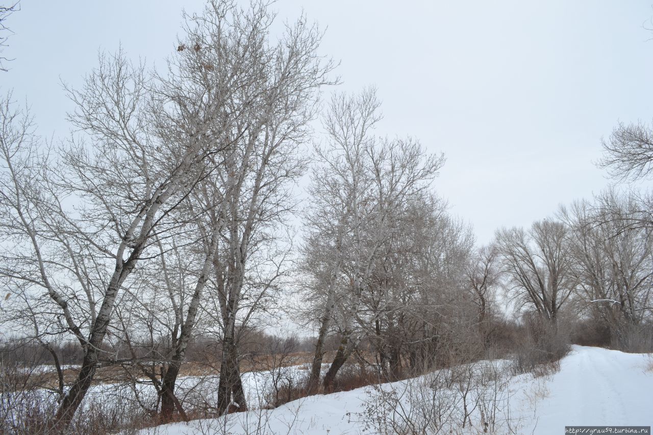 Серо-белые оттенки зимы Садовое, Казахстан