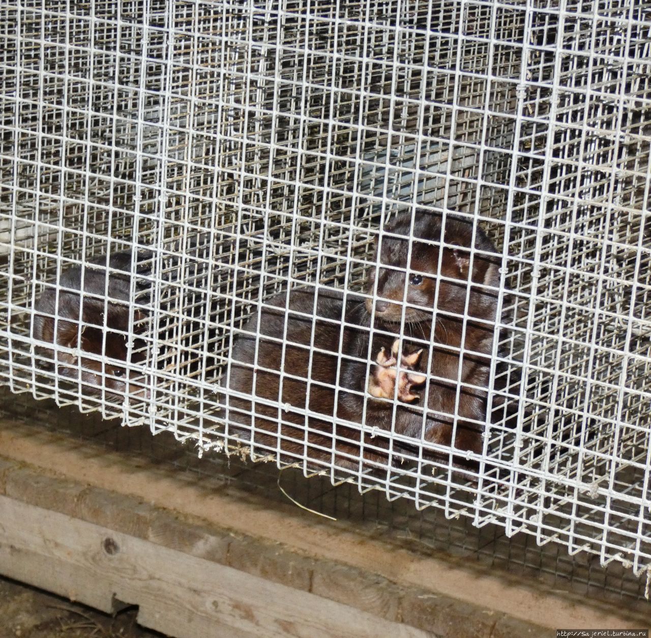 Не шубой единой :) Тверская область, Россия