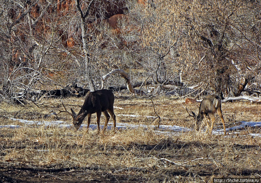 Животные Зиона — олени-элки и индейки-турки Национальный парк Зион, CША