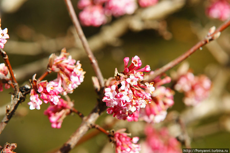А у нас уже весна! А у вас ? Штутгарт, Германия