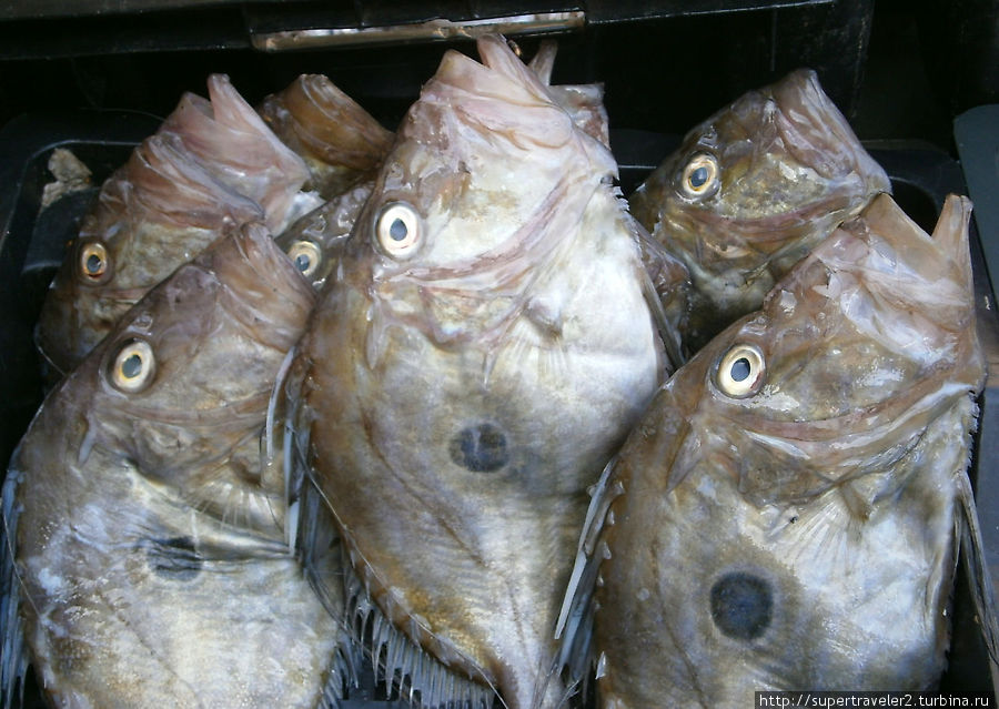 Рыбная часть рынка в Медине Сусс, Тунис