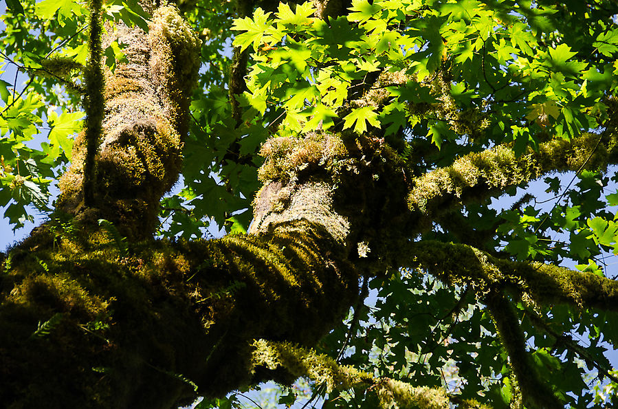 Озеро Квинолт Квинолт, CША