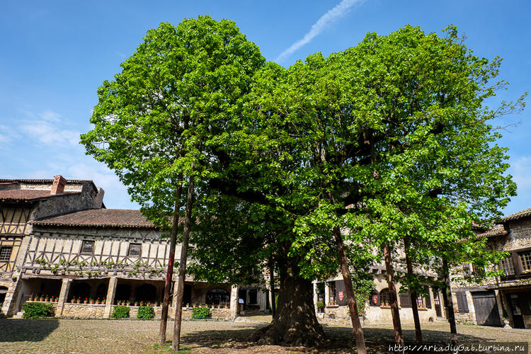 Липа-ветеран (но никак не