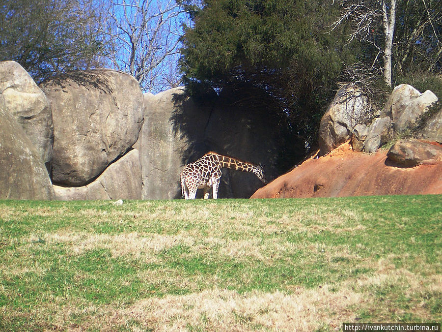 Зоопарк Северной Каролины / NC Zoo