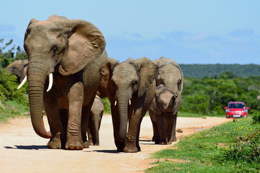 Вот примерно так туристы ездят на машинах среди слонов Эддо Элефант Национальный Парк, ЮАР