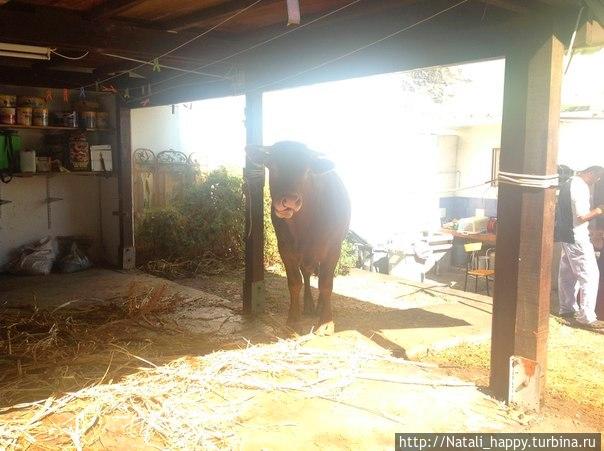 Курбан-Байрам. Реюньон