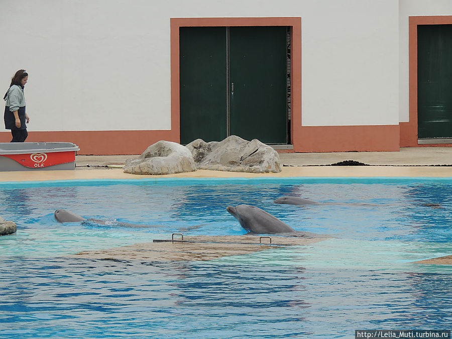 Ocean Show Portugues или Дельфинотерапия. Лиссабон, Португалия