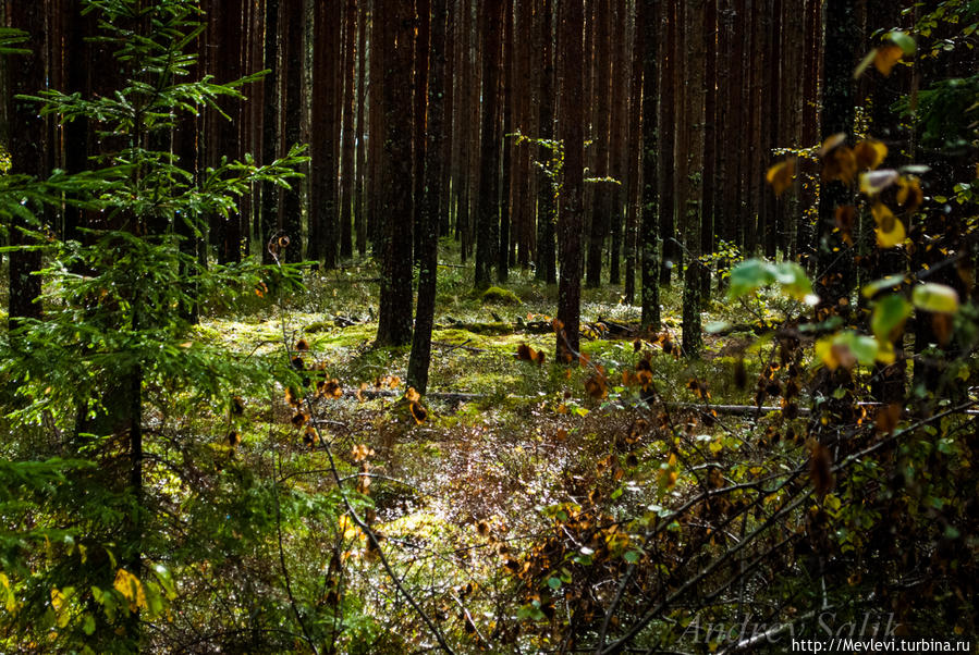 В осеннем прозрачном лесу Кемери, Латвия