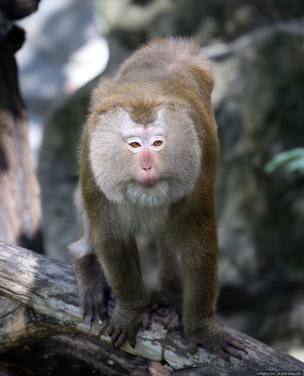 Зоопарк Чианг мая Чиангмай, Таиланд