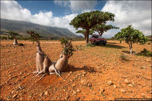 Разветвленные крепкие корни проникают глубоко в почву, добывая влагу и цепляясь за каждый выступ.