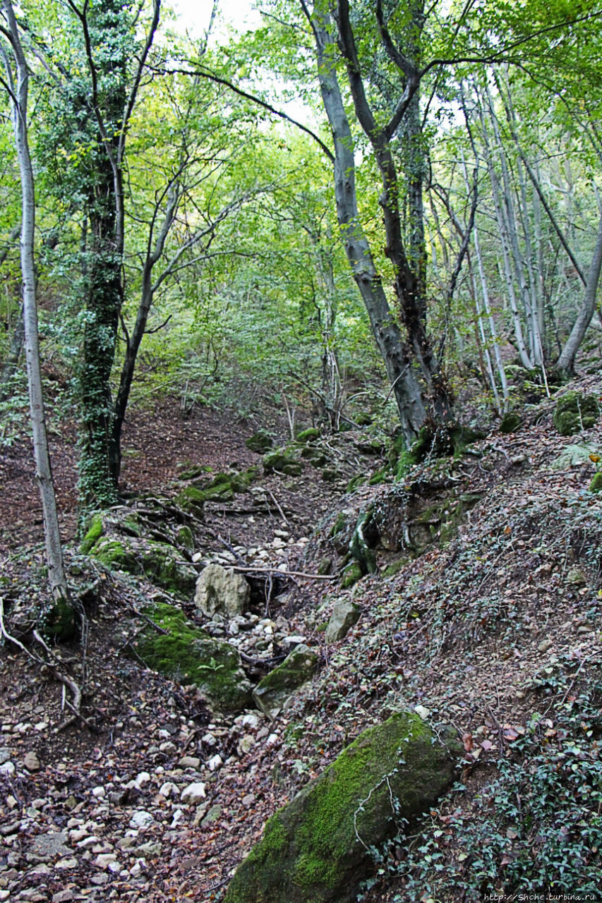 Лесистые склоны горы святого Джорджио