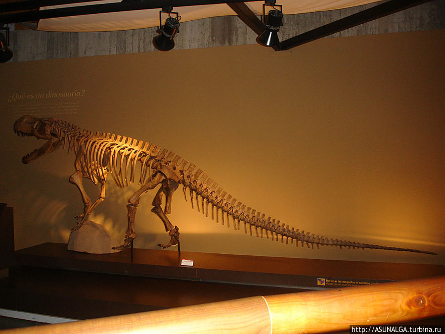 Музей разделён на четыре секции. Первая содержит 150 ископаемых следов, найденных на побережье, вторая имеет 200 скелетов динозавров, крокодилов, рыб и черепах, третья содержит 103 ископаемых растения и одиннадцать фрагментов ствола дерева, а последний — около 6000 беспозвоночных ископаемых. Некоторые модели озвучены, например: тираннозавры, гиганотозавр, дейноних. Колунга, Испания