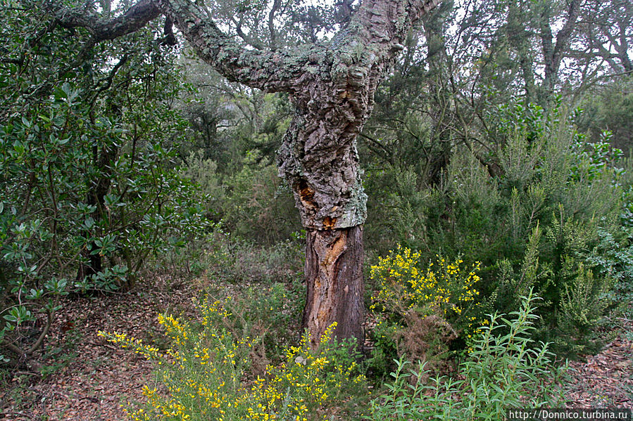 Пробковый дуб — к полету готов! Каталония, Испания