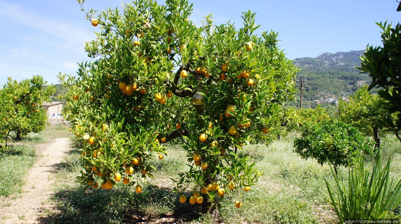 Апельсины Сольер, остров Майорка, Испания